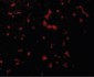 RIPK1 / RIP Antibody (N-Terminus)